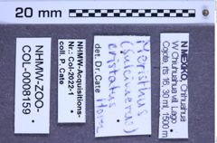 Etiketten zu Meristhus cristatus (NHMW-ZOO-COL-0008159)